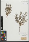 Foto von Salix repens subsp. rosmarinifolia (L.) Andersson